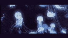 Jellyfish Blue GIF