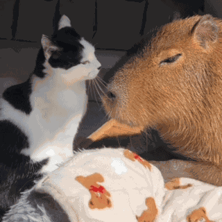 Jennie Capybara Cat Capybara GIF