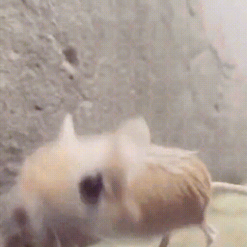 Jerboa GIF