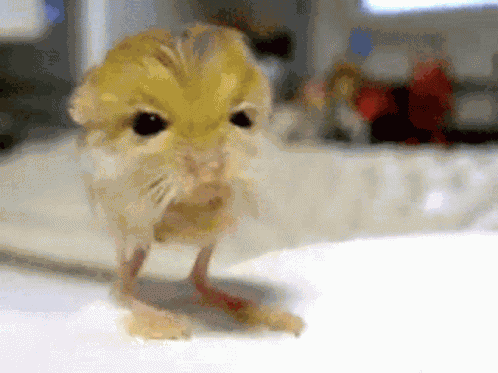 Jerboa Jerboanils GIF