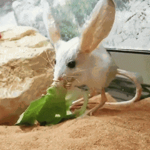Jerboa Kangaroo Mice GIF