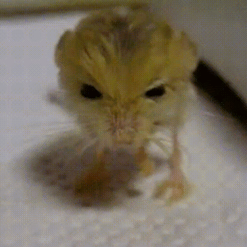 Jerboa GIF