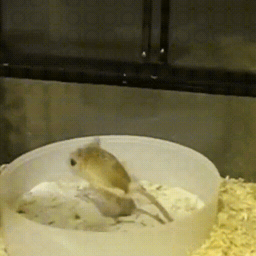 Jerboa GIF