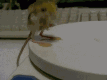 Jerboa GIF