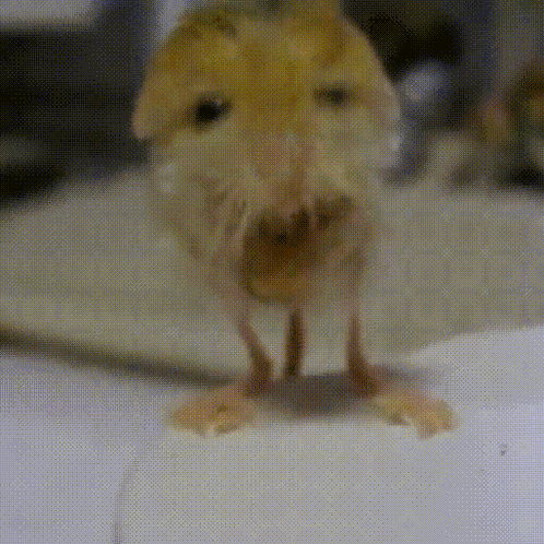 Jerboa GIF