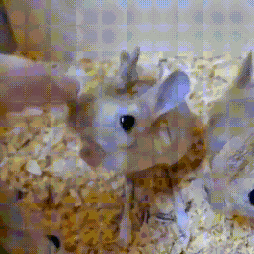 Jerboa GIF