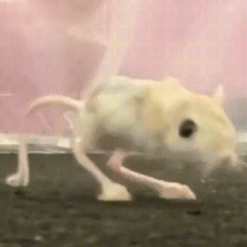 Jerboa GIF