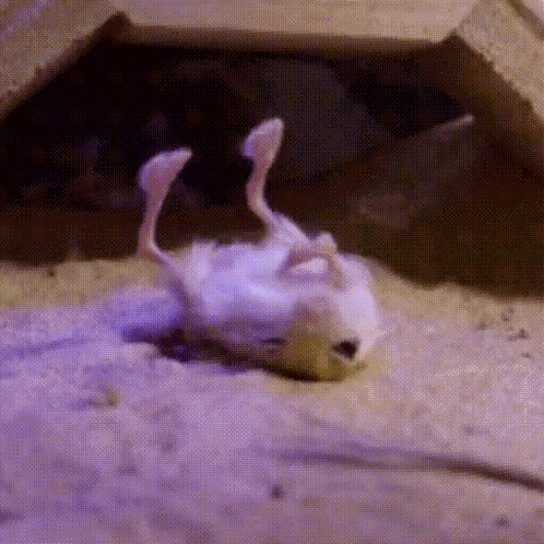 Jerboa GIF