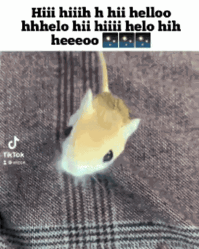 Jerma Jerboa GIF