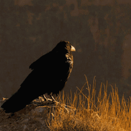 Send A Raven GIFs