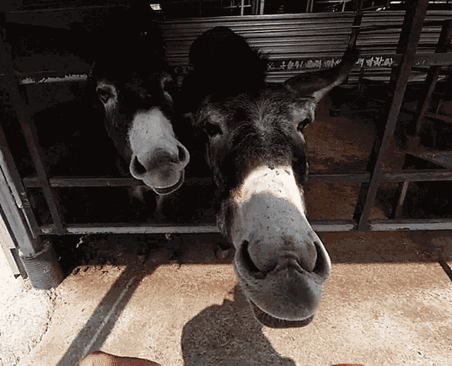 Jinny Jinnytty GIF