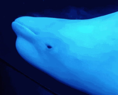 Jinny Jinnytty GIF