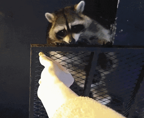 Jinny Jinnytty GIF