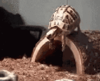 Jk Turtle Dive GIF