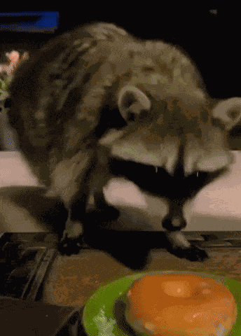 Jmf76 Raccoon GIF