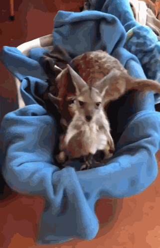 Joey Wants Picked Up Kangaroo GIF