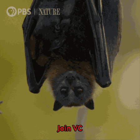 Join Vc Bat Bat Join Vc GIF