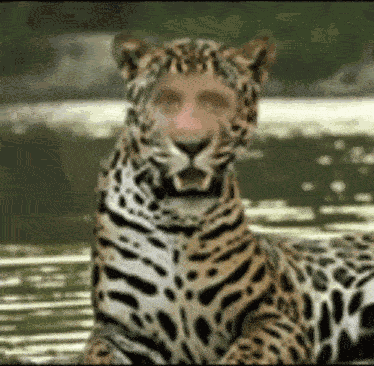 Jojagifs Suvondutch GIF