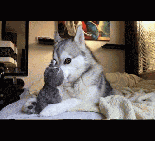 Jokehusky Dadjoke GIF