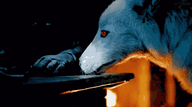 Jon Snow Wolf GIF