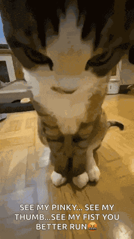 Judgement Cat Angry Cat GIF