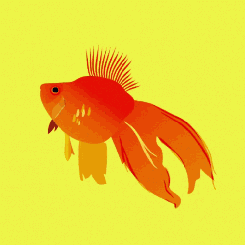 Julia Chamarelli Golden Fish GIF