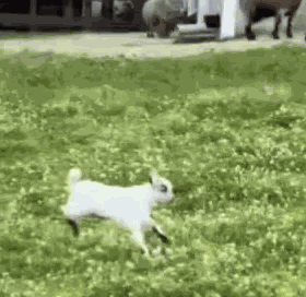 Jumping-goats-slower Happy GIF