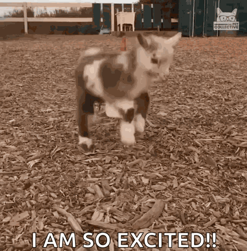Jumping Kid Jumping GIF