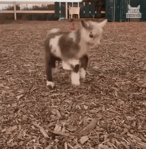 Jumping Kid Jumping GIF