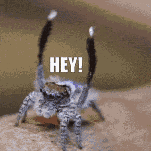 Jumping Spider Wave GIF