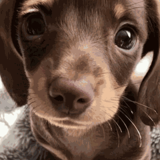 Jungkook Puppy GIF