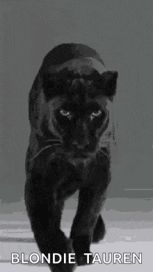 Jungle Cats Black Panther GIF