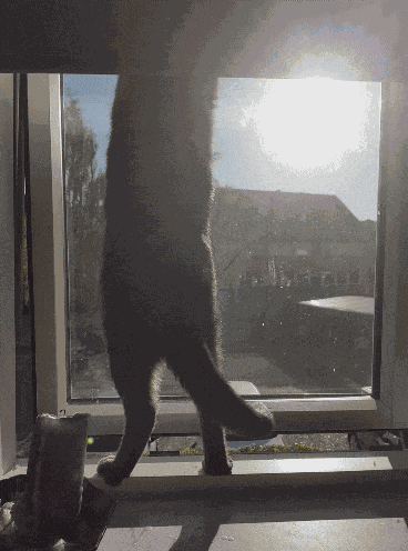 Juniper Cat GIF