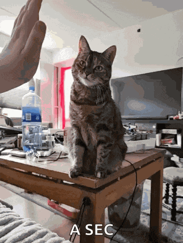 Juniper Cat GIF