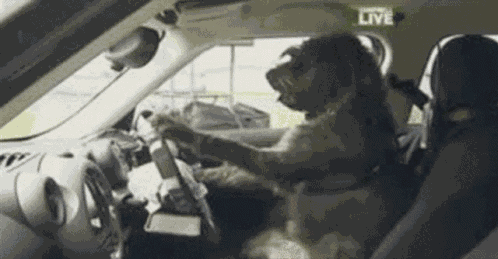 Just Do It Dog Driving GIF