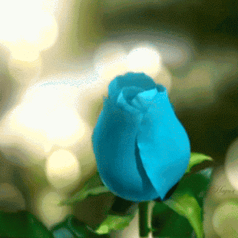 Kék Rózsa GIF