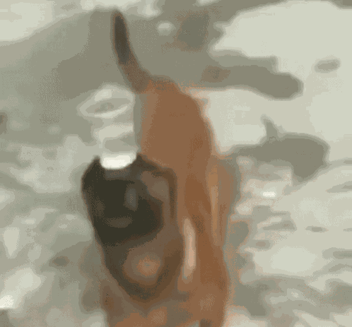 Köpek Dog GIF