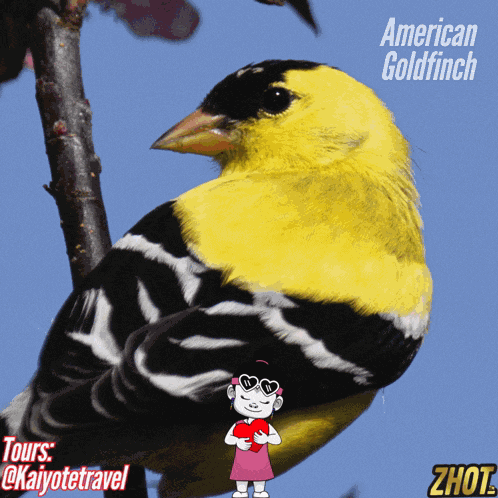 Kaiyote Travel American Goldfinch GIF