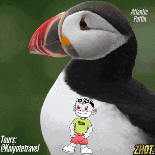 Kaiyote Travel Atlantic Puffin GIF