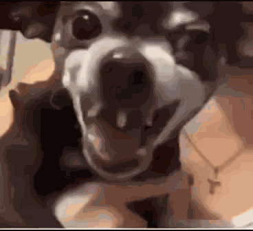 Kakaka Kakakaka GIF