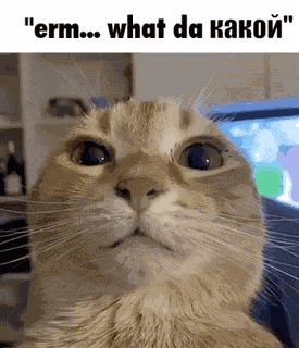 Kakon Cat GIF