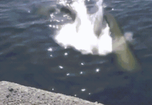 Kamen Rider Kamen Rider Den-o GIF