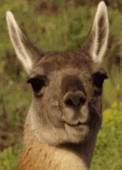 Kangaroo Eat GIF