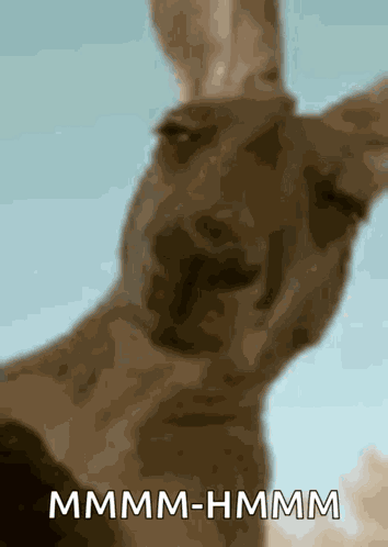 Kangaroo Squint GIF