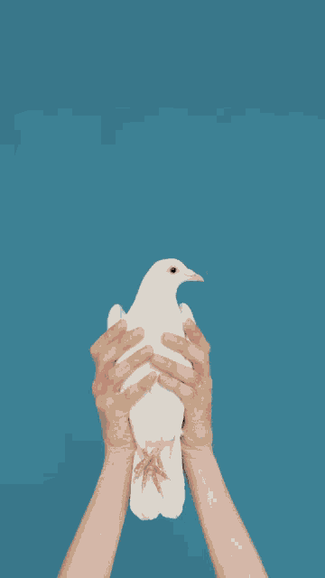 Kapalati Dove GIF