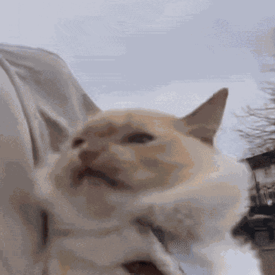 Kasper Cat GIF