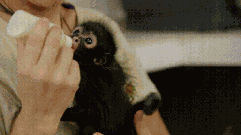 Kassypoo GIF