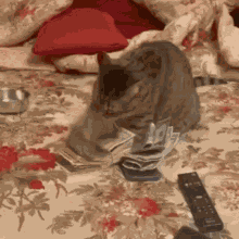 Kat GIF