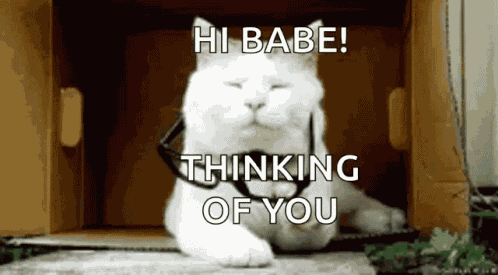 Katie Cat GIF
