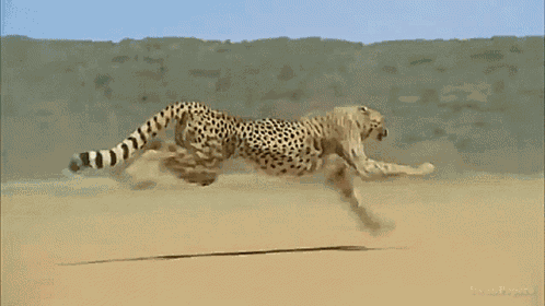 Kavar GIF